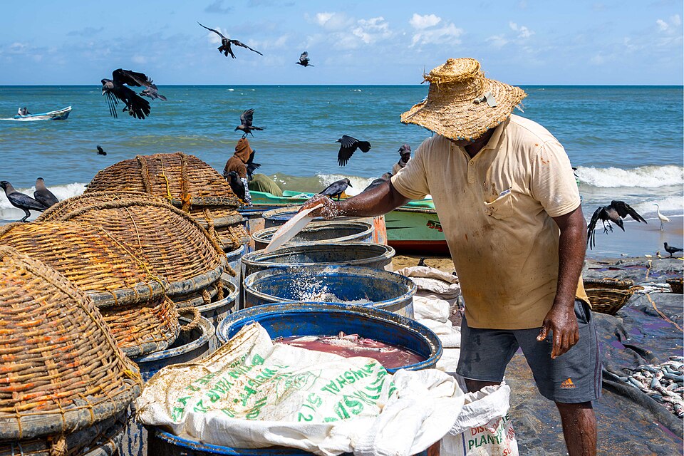 Fisch wird auf dem Negombo-Fischmarkt gesalzen und zum Trocknen ausgelegt, Sri Lanka