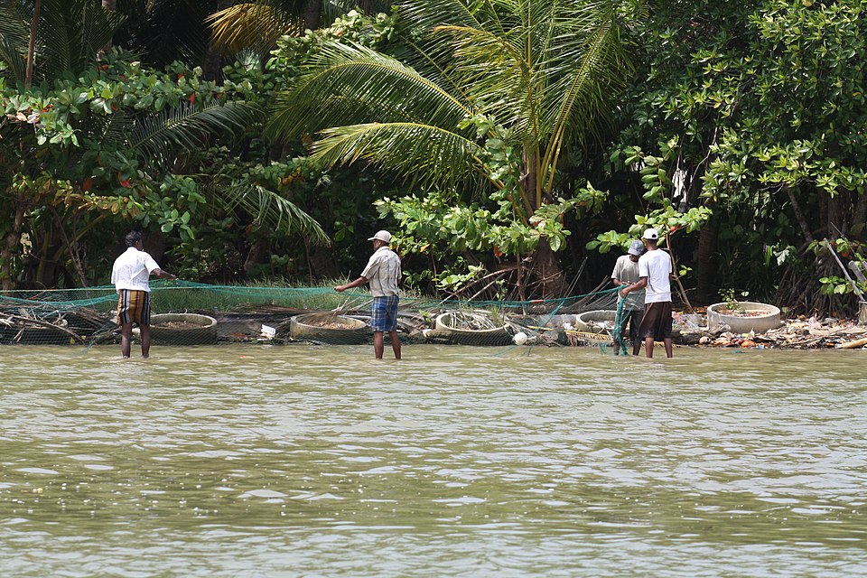 Pêcheurs locaux sur la lagune de Negombo lors d'une croisière guidée, Sri Lanka