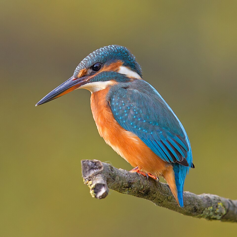 Martin-pêcheur (Alcedo atthis) posé sur une branche — fréquemment observé le long du Canal Hollandais à Negombo