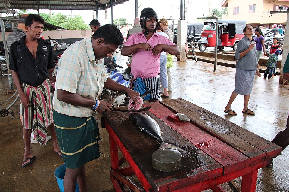 Frisch gefangener Thunfisch wird am Strand in Sri Lanka geputzt